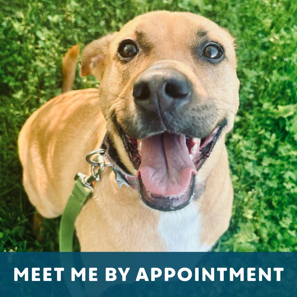 Maebel, Adoptable, Adult Female Mixed Breed.