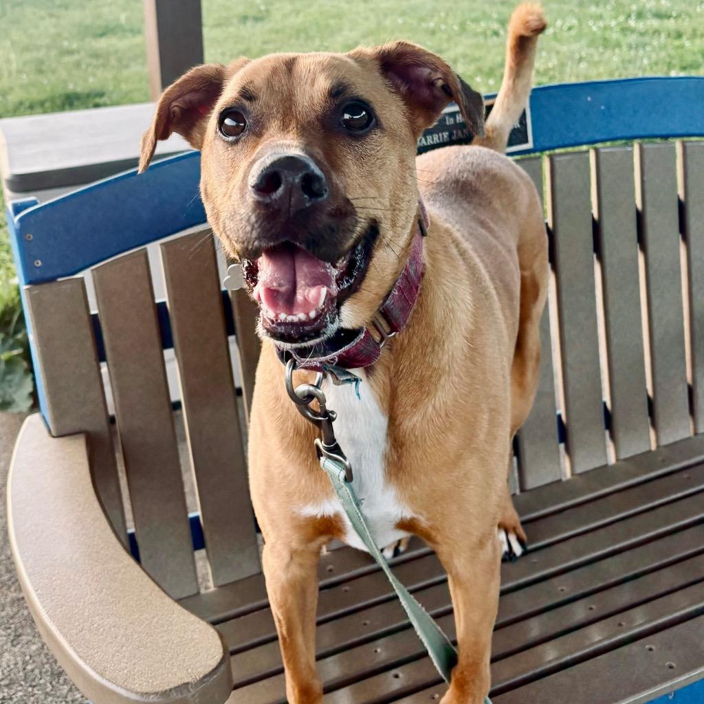 Maebel, a Adoptable Mixed Breed in State College, PA image 2/6