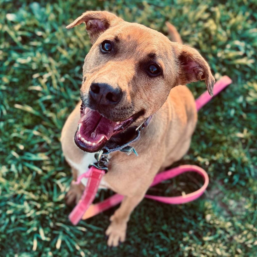 Maebel, a Adoptable Mixed Breed image 3/6