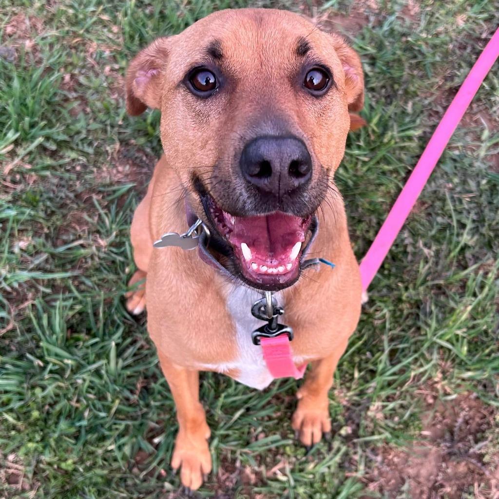 Enlarge Maebel, a Adoptable Mixed Breed in State College, PA image 2/6