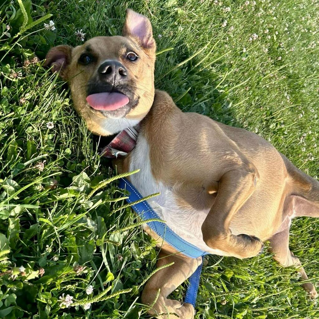 Enlarge Maebel, a Adoptable Mixed Breed in State College, PA image 4/6