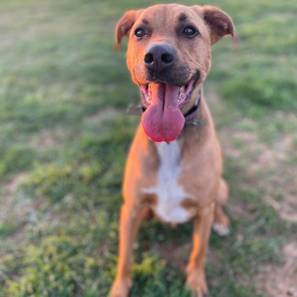 Enlarge Maebel, a Adoptable Mixed Breed in State College, PA image 4/6