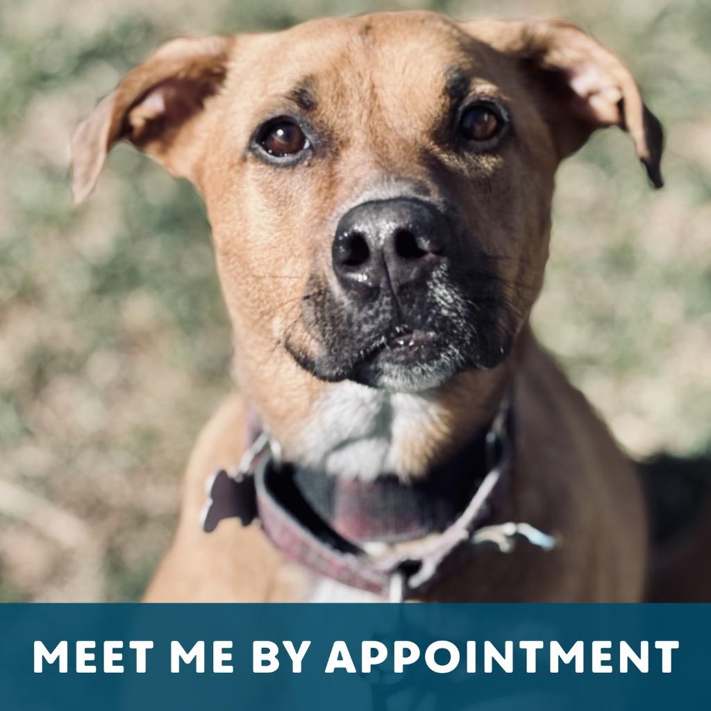 Maebel, a Adoptable Mixed Breed in State College, PA image 5/6