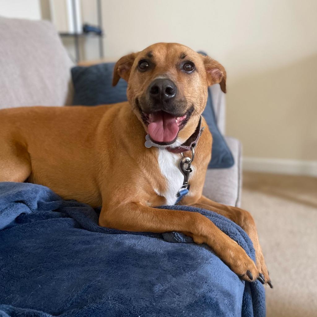 Enlarge Maebel, a Adoptable Mixed Breed in State College, PA image 5/6