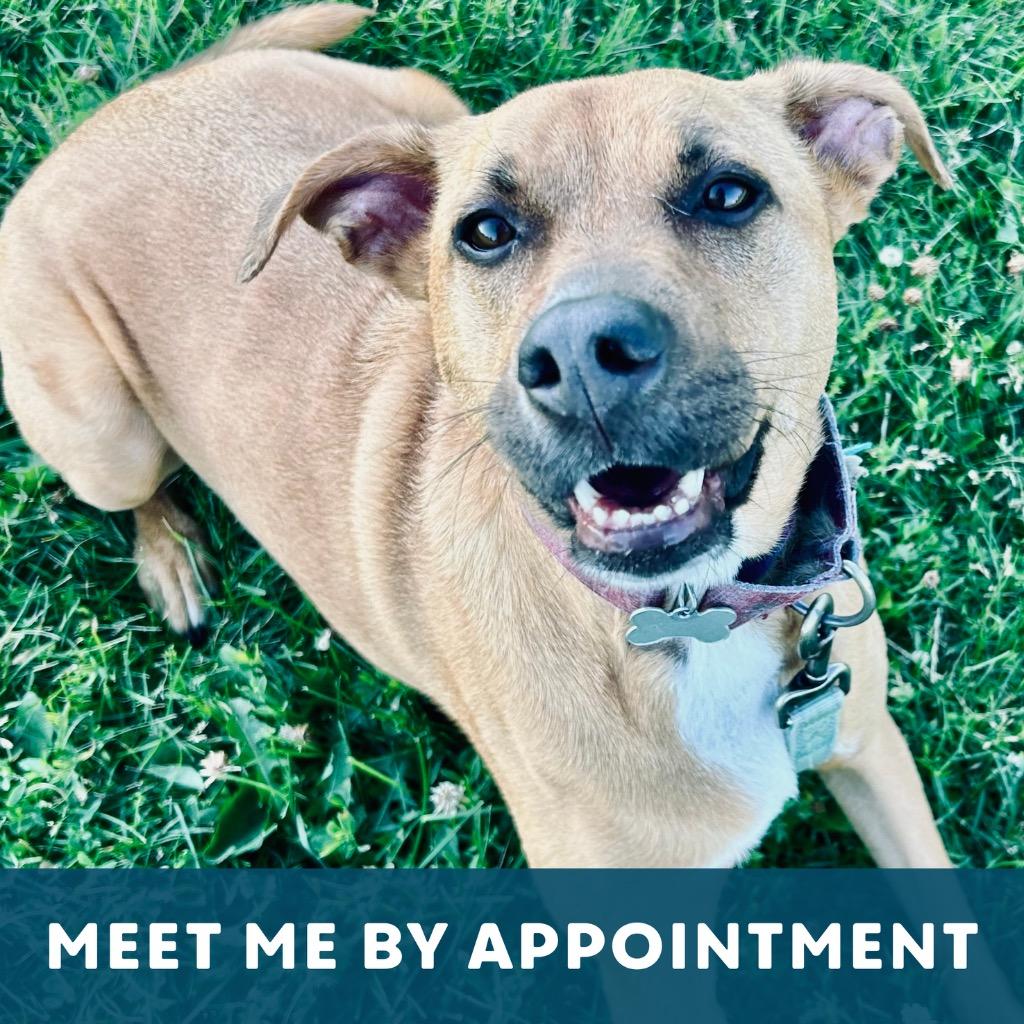Enlarge Maebel, a Adoptable Mixed Breed in State College, PA image 6/6