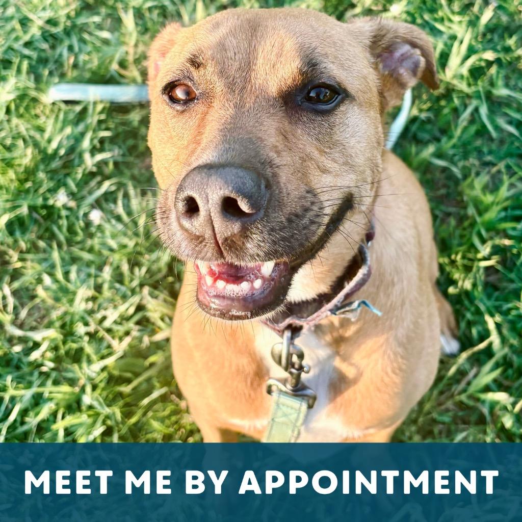 Maebel, a Adoptable Mixed Breed in State College, PA image 6/6