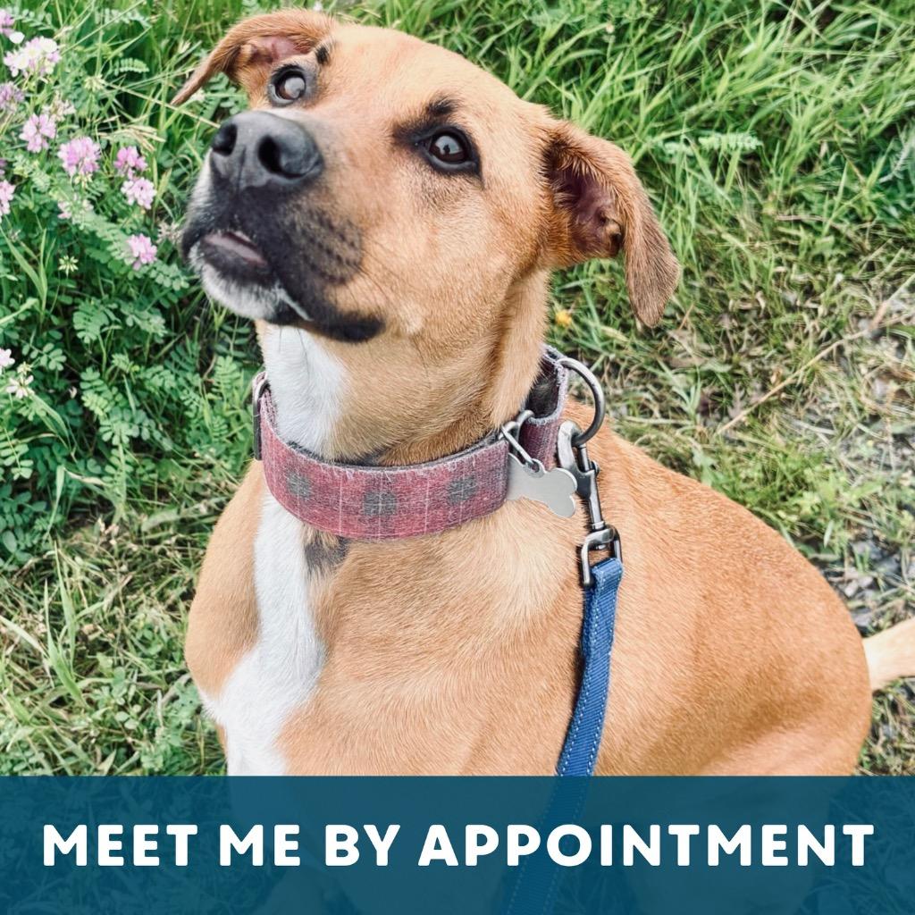 Enlarge Maebel, a Adoptable Mixed Breed in State College, PA image 6/6