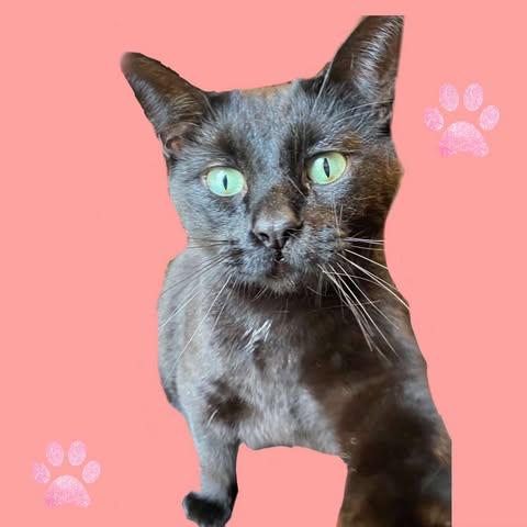 Harlem, Adoptable, Adult Female Domestic Short Hair.