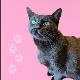 Harlem, Adoptable, Adult Female Domestic Short Hair.