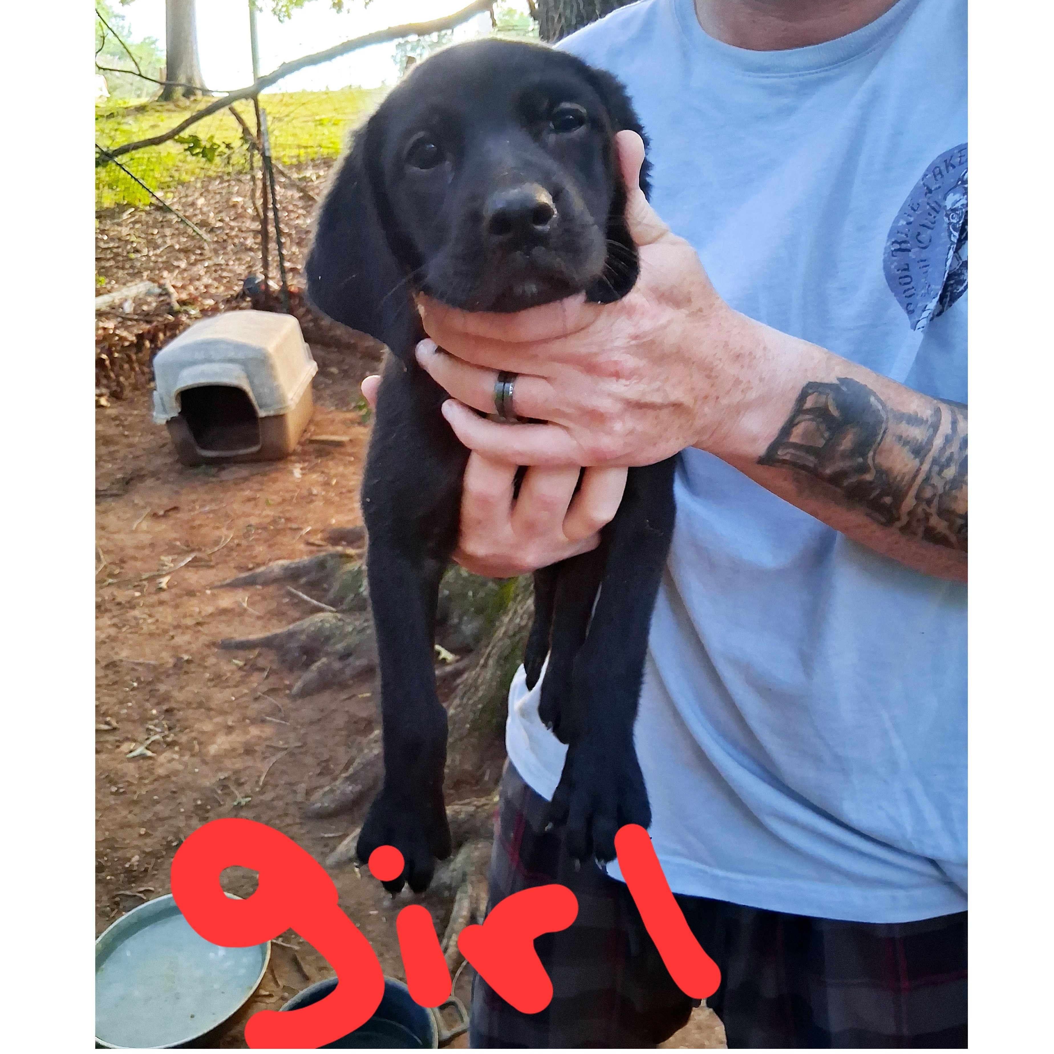 Black Lab pups (female) - Courtesy Post, adopted, Puppy Female Black Labrador Retriever.