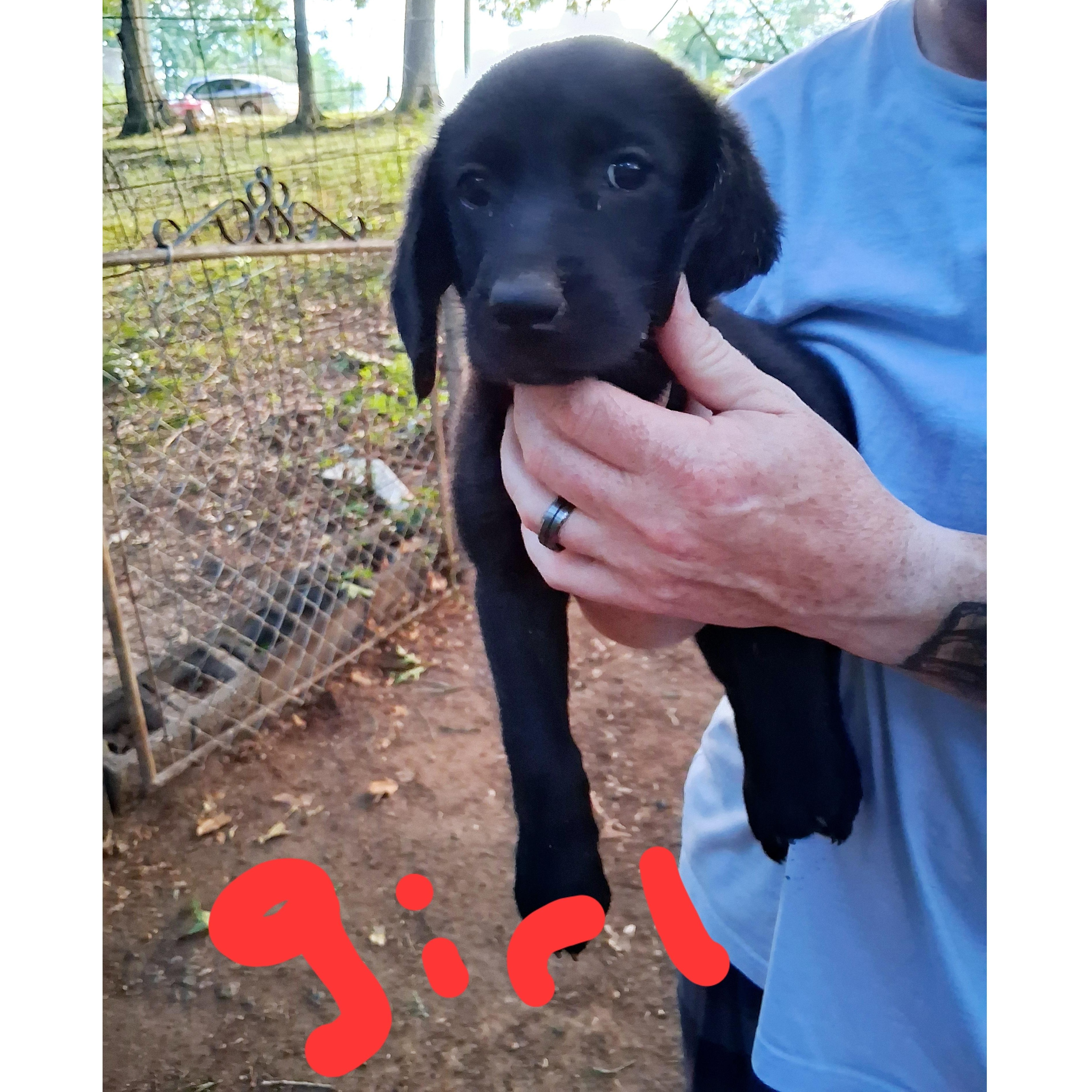 Enlarge Black Lab pups (female) - Courtesy Post, an adopted mixed breed in Clarksville, VA image 2/2