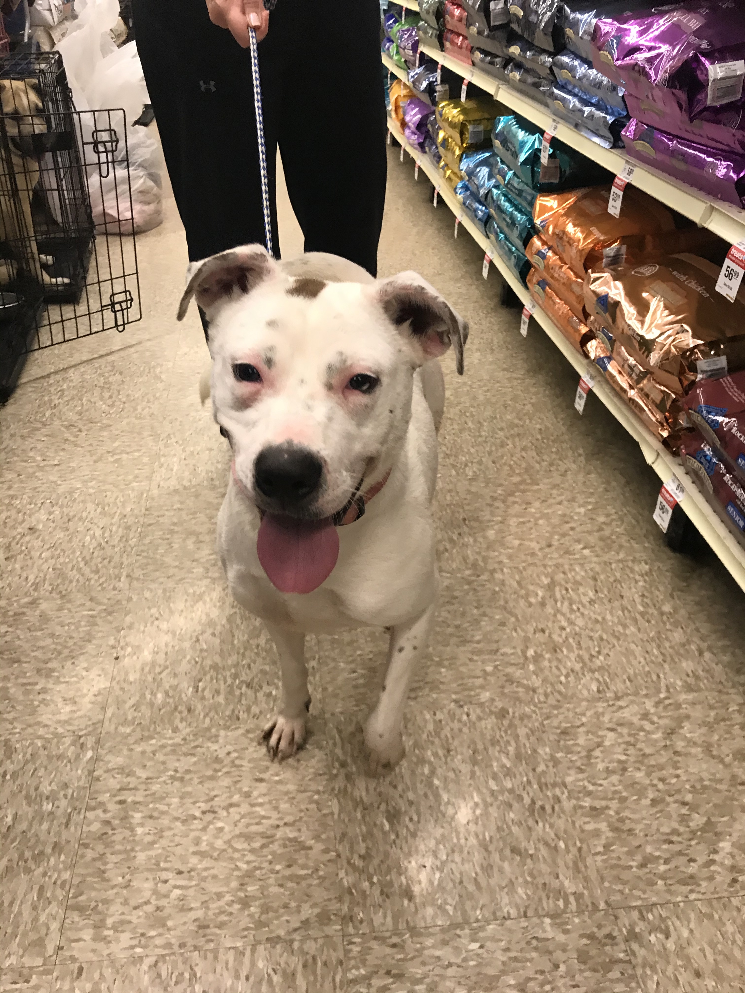 Sadie, Adoptable, Adult Female American Staffordshire Terrier.