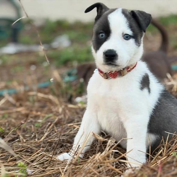 Enlarge Oreo #2, an adopted mixed breed in Miami, FL image 4/4