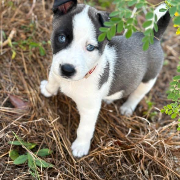 Enlarge Oreo #2, an adopted mixed breed in Miami, FL image 3/4