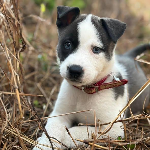 Oreo #2, adopted, Puppy Female Husky & Shepherd.