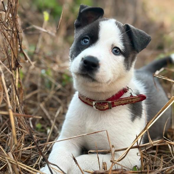 Enlarge Oreo #2, an adopted mixed breed in Miami, FL image 2/4
