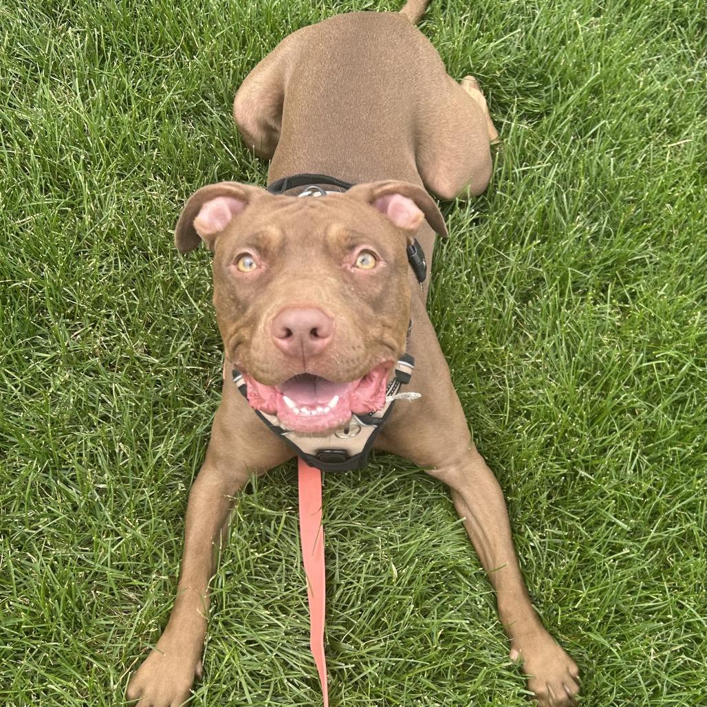 Georgia, Adoptable, Adult Female Pit Bull Terrier.
