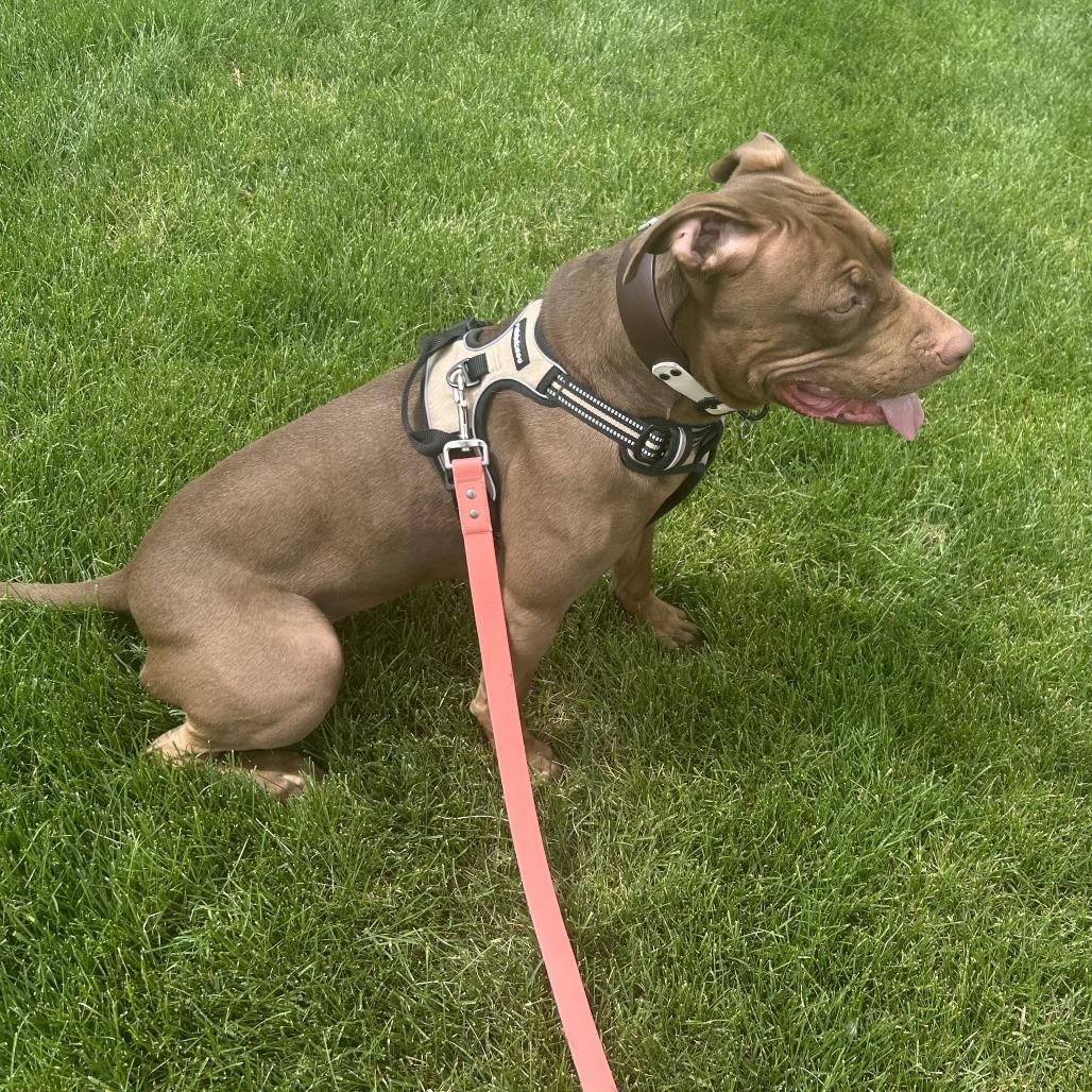 Georgia, a Adoptable Pit Bull Terrier in Colorado Springs, CO image 2/5