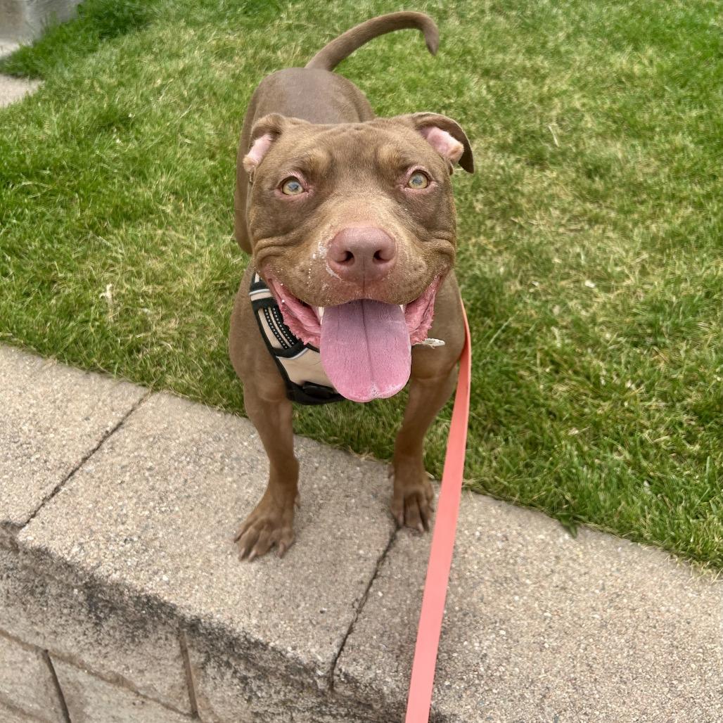 Georgia, a Adoptable Pit Bull Terrier in Colorado Springs, CO image 3/5