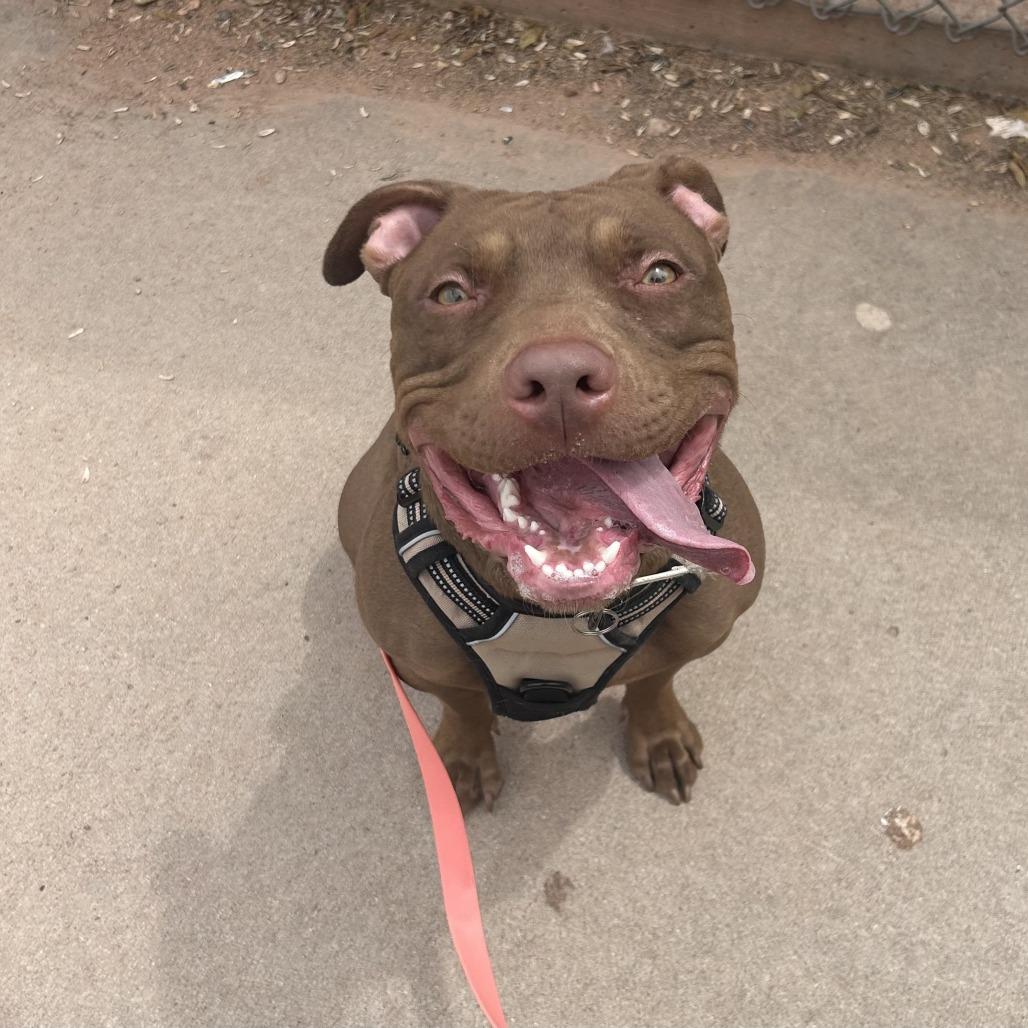 Georgia, a Adoptable Pit Bull Terrier in Colorado Springs, CO image 4/5