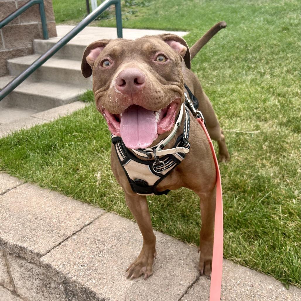 Georgia, a Adoptable Pit Bull Terrier in Colorado Springs, CO image 5/5