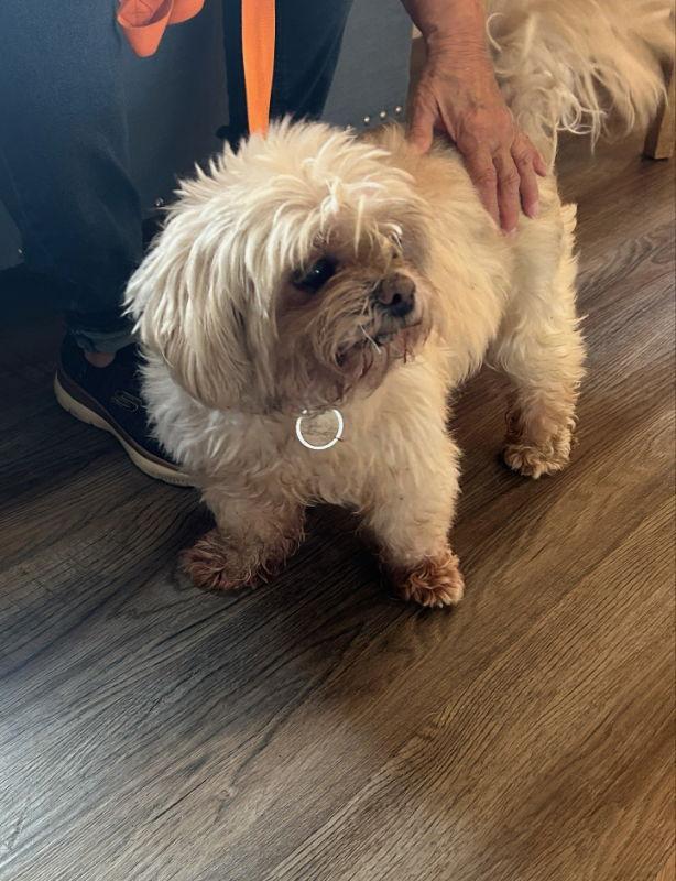 Sparky *Adopt*, Adopted, Young Male Shih Tzu.