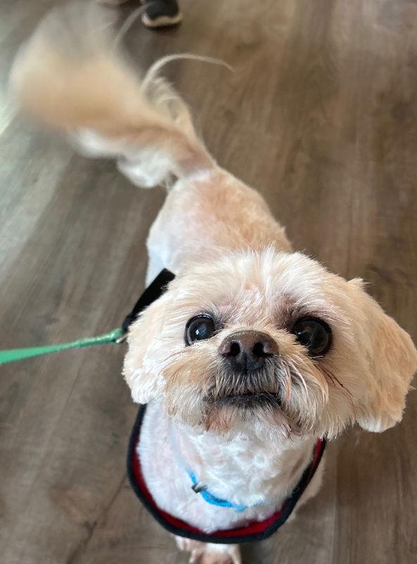 Enlarge Sparky *Adopt*, a Adopted Shih Tzu in Fairfax, VA image 2/2