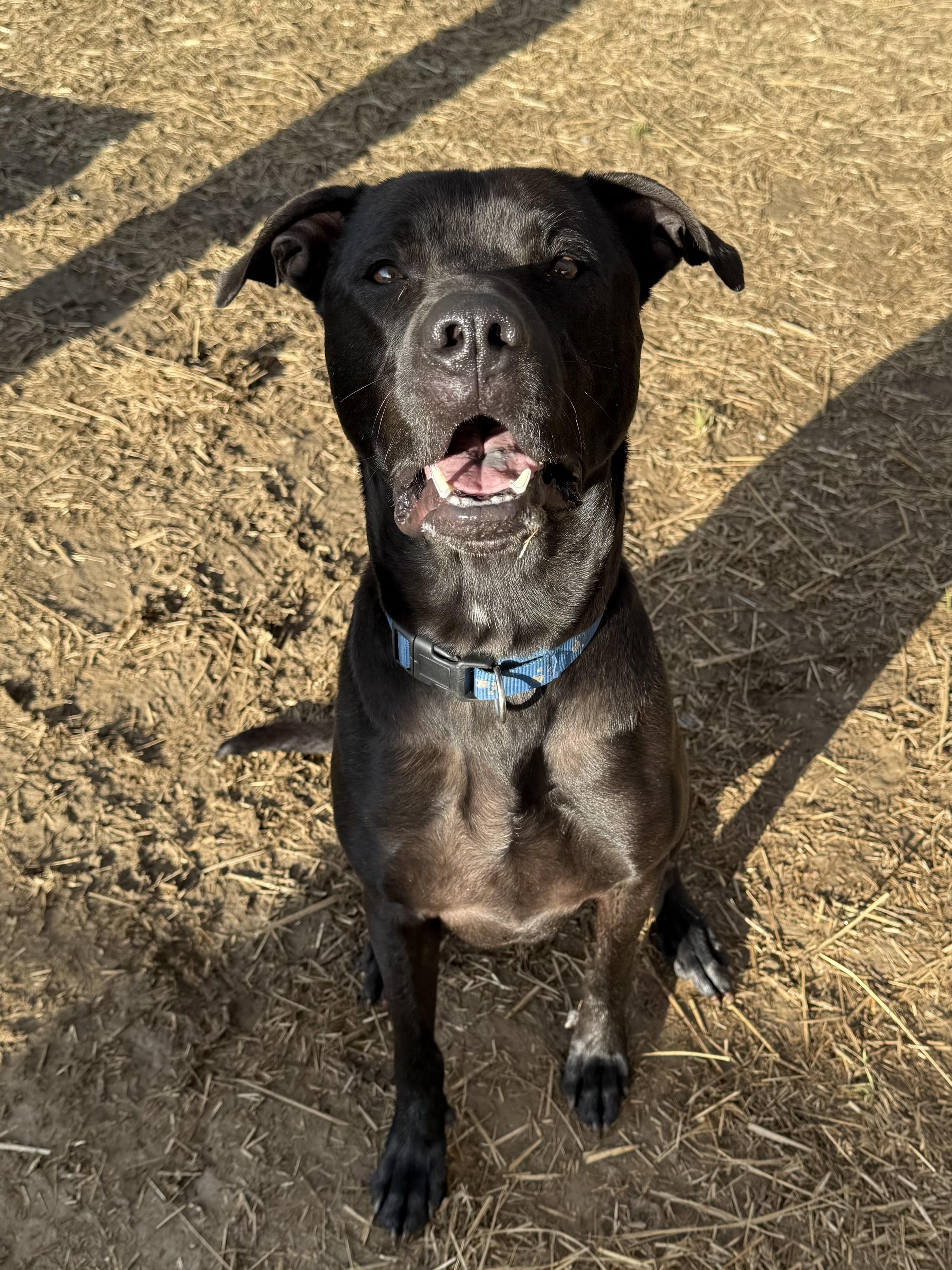 Enlarge Riggy, a ADOPTABLE Mixed Breed in Marshall, NC image 6/6