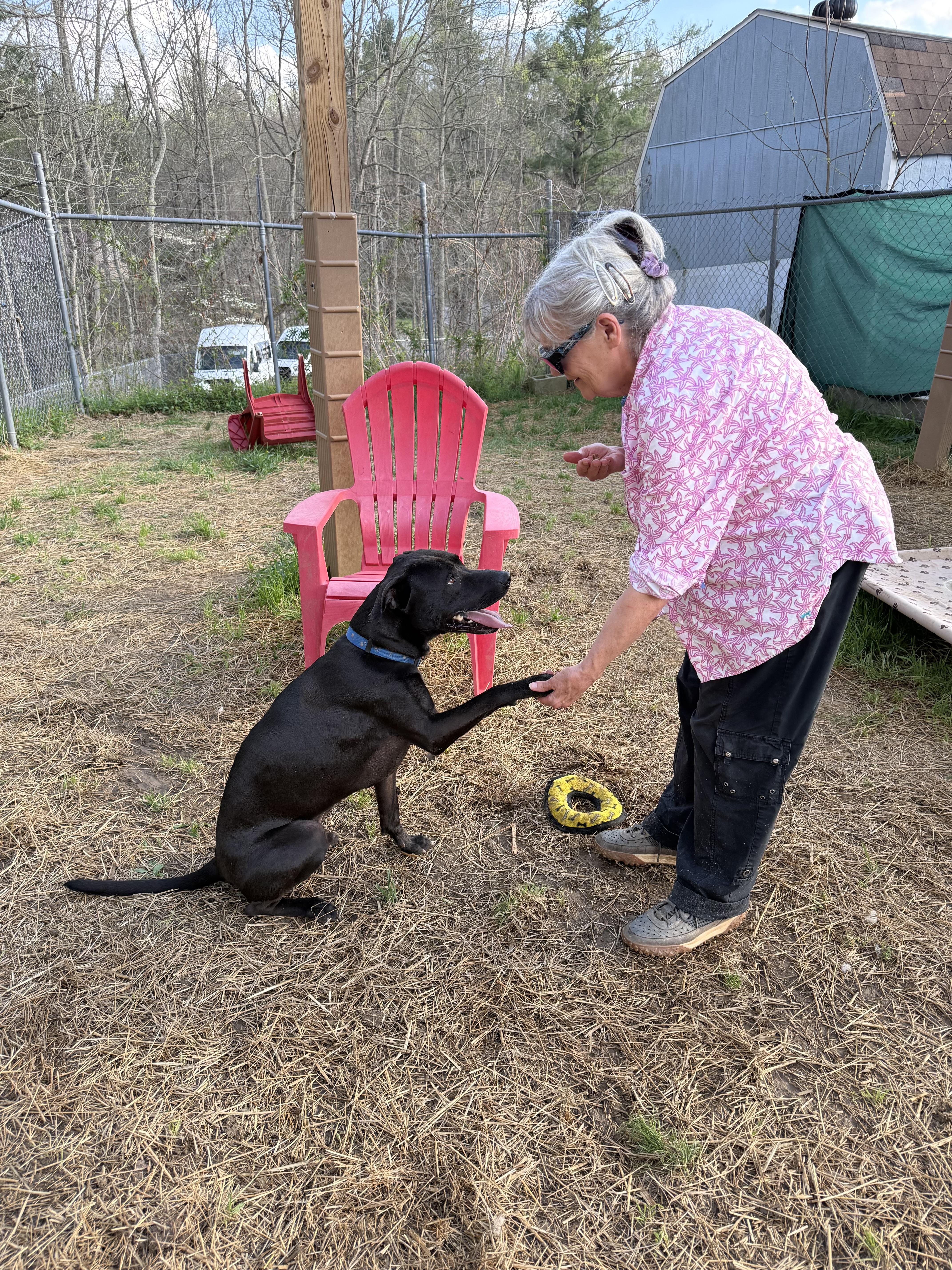 Enlarge Riggy, a ADOPTABLE Mixed Breed in Marshall, NC image 3/6