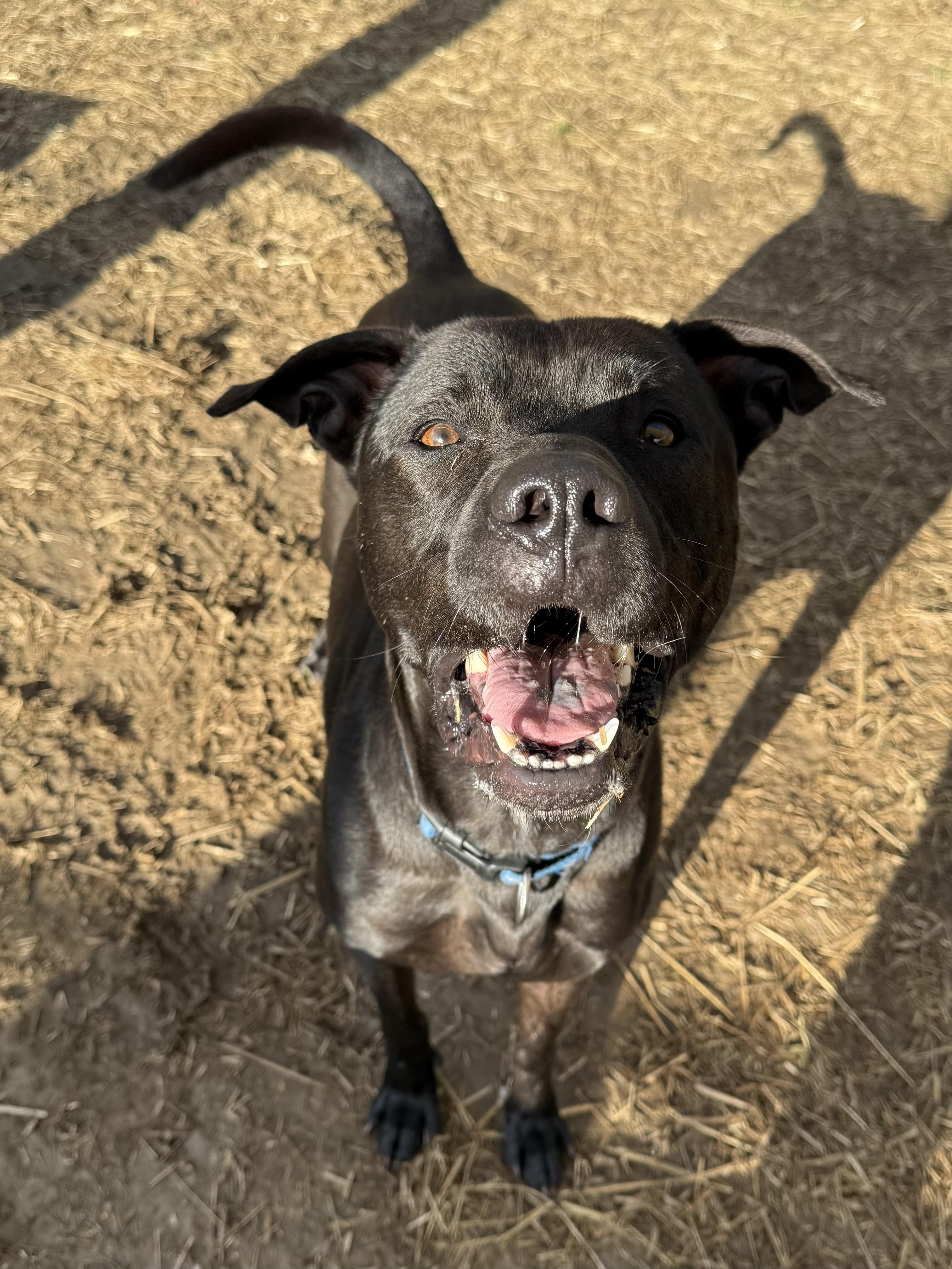 Enlarge Riggy, a ADOPTABLE Mixed Breed in Marshall, NC image 1/6