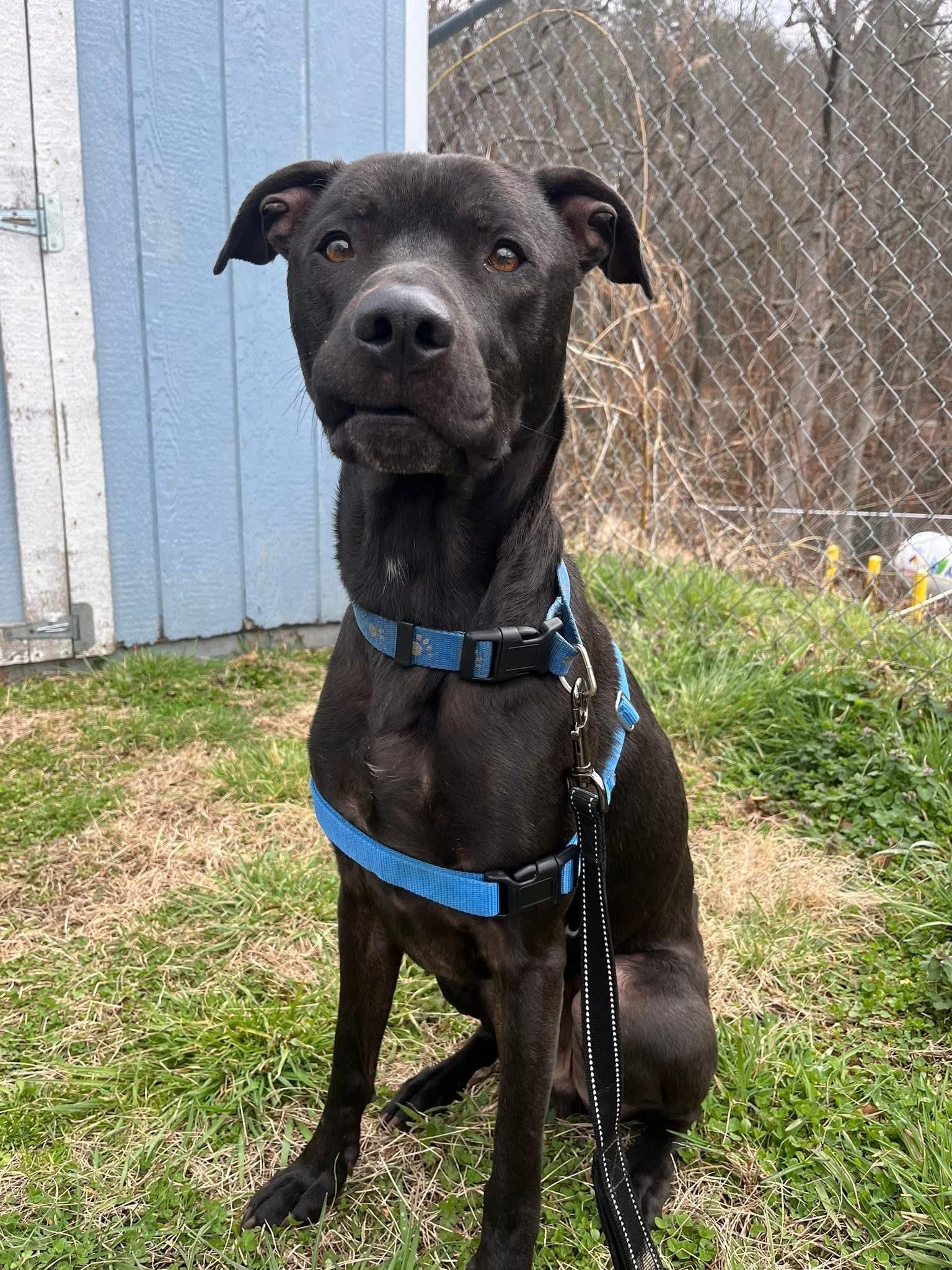 Enlarge Riggy, a ADOPTABLE Mixed Breed in Marshall, NC image 1/6