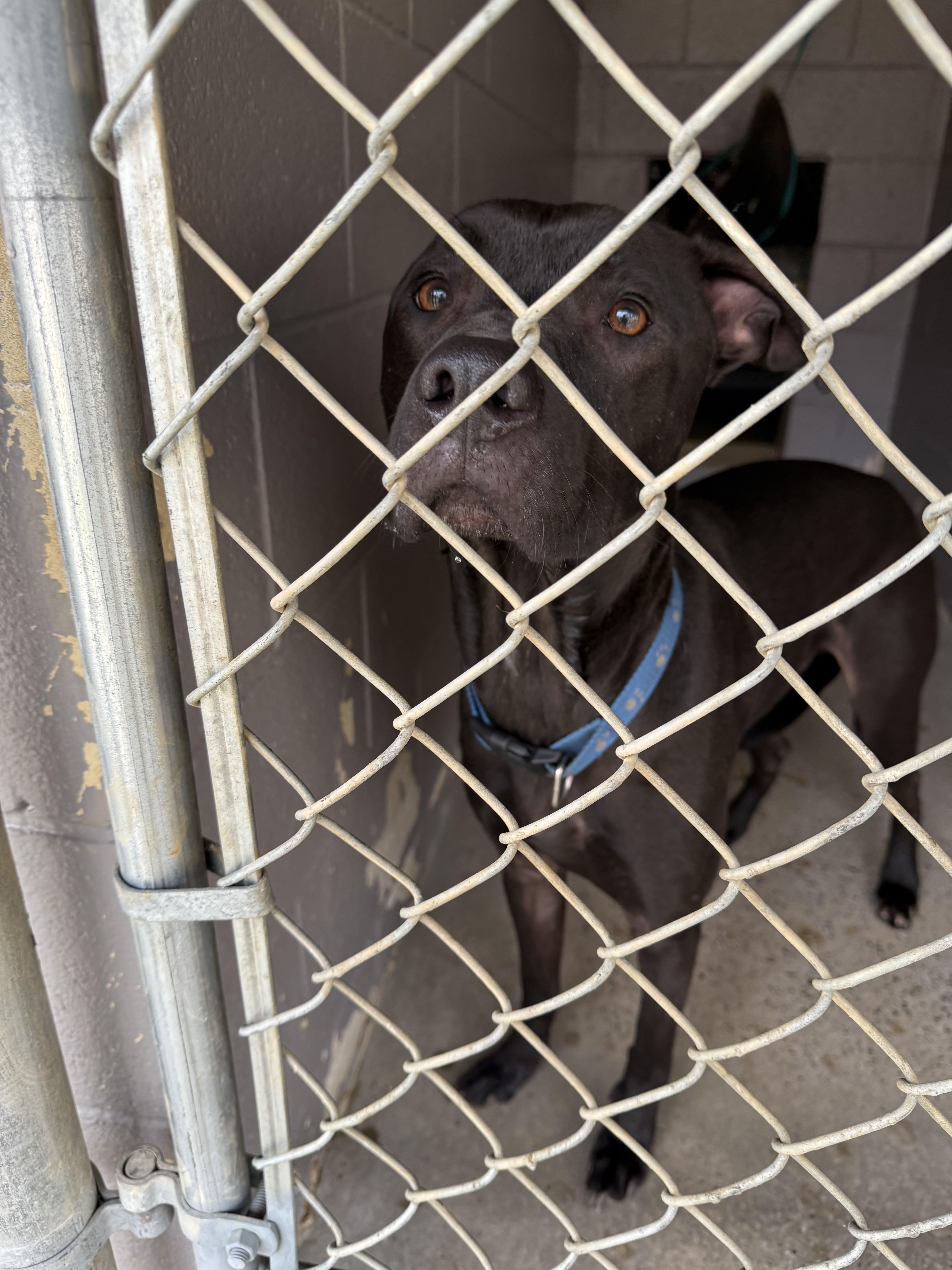 Enlarge Riggy, a ADOPTABLE Mixed Breed in Marshall, NC image 5/6