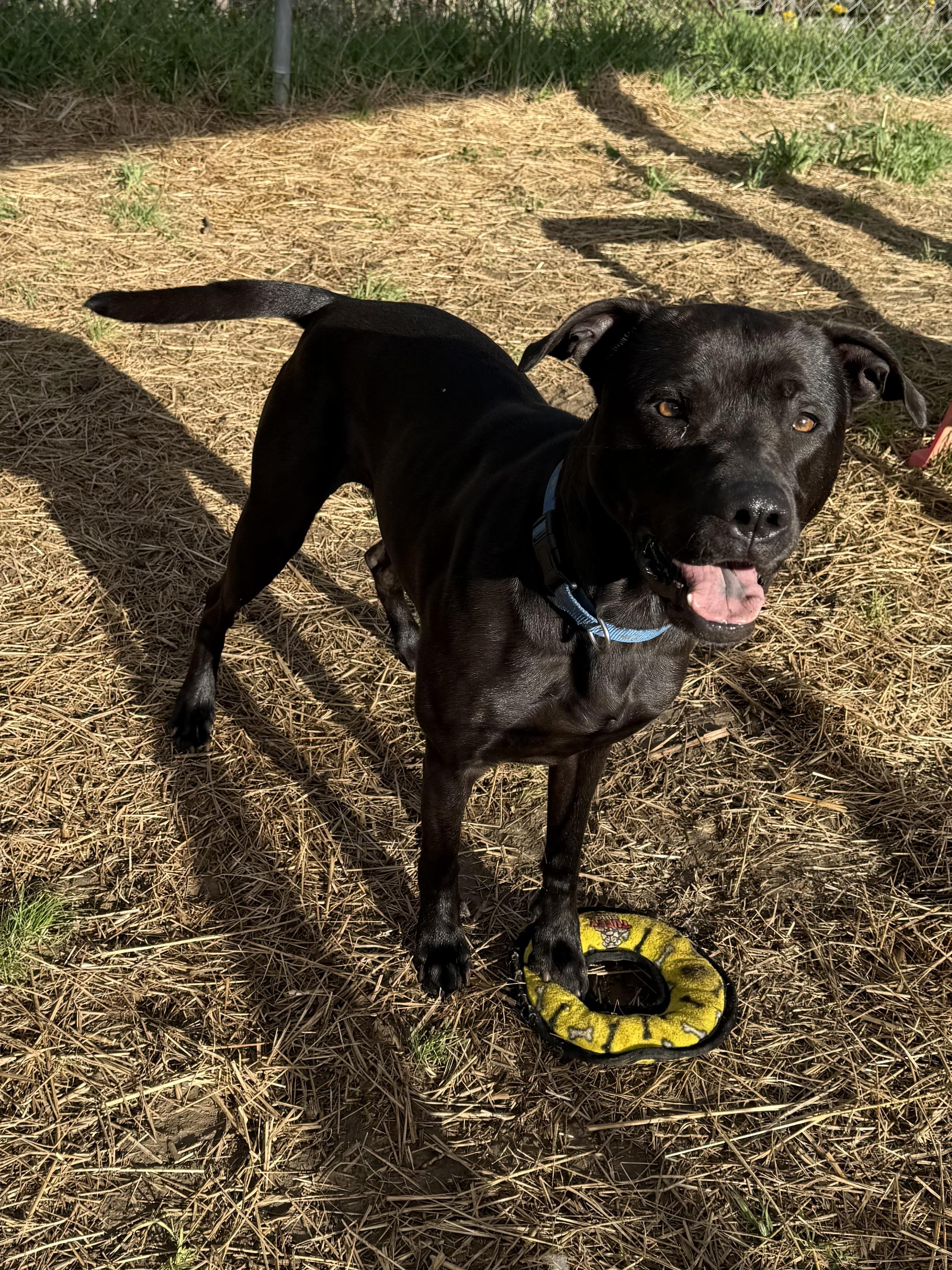 Enlarge Riggy, a ADOPTABLE Mixed Breed in Marshall, NC image 5/6