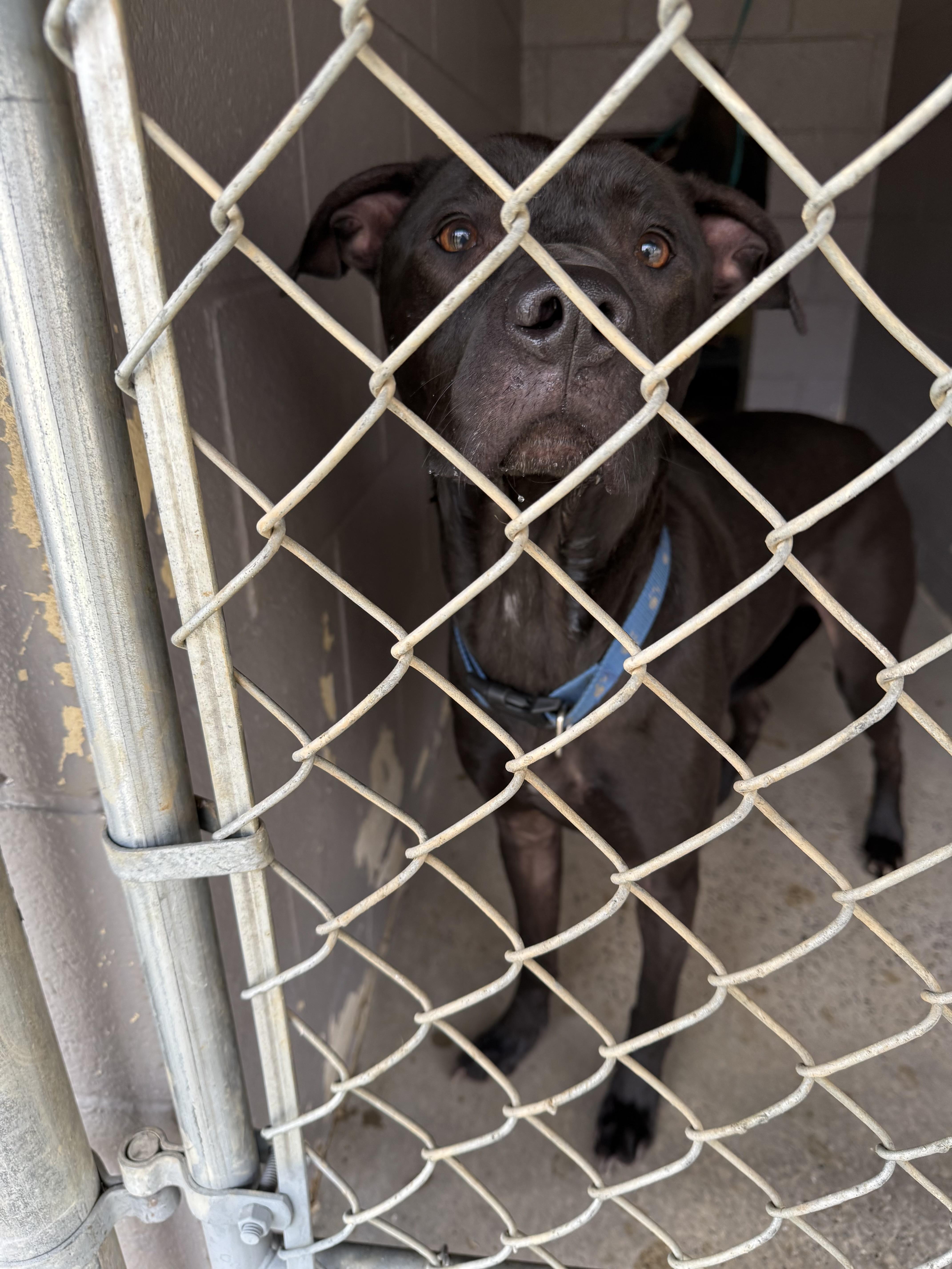 Enlarge Riggy, a ADOPTABLE Mixed Breed in Marshall, NC image 2/6