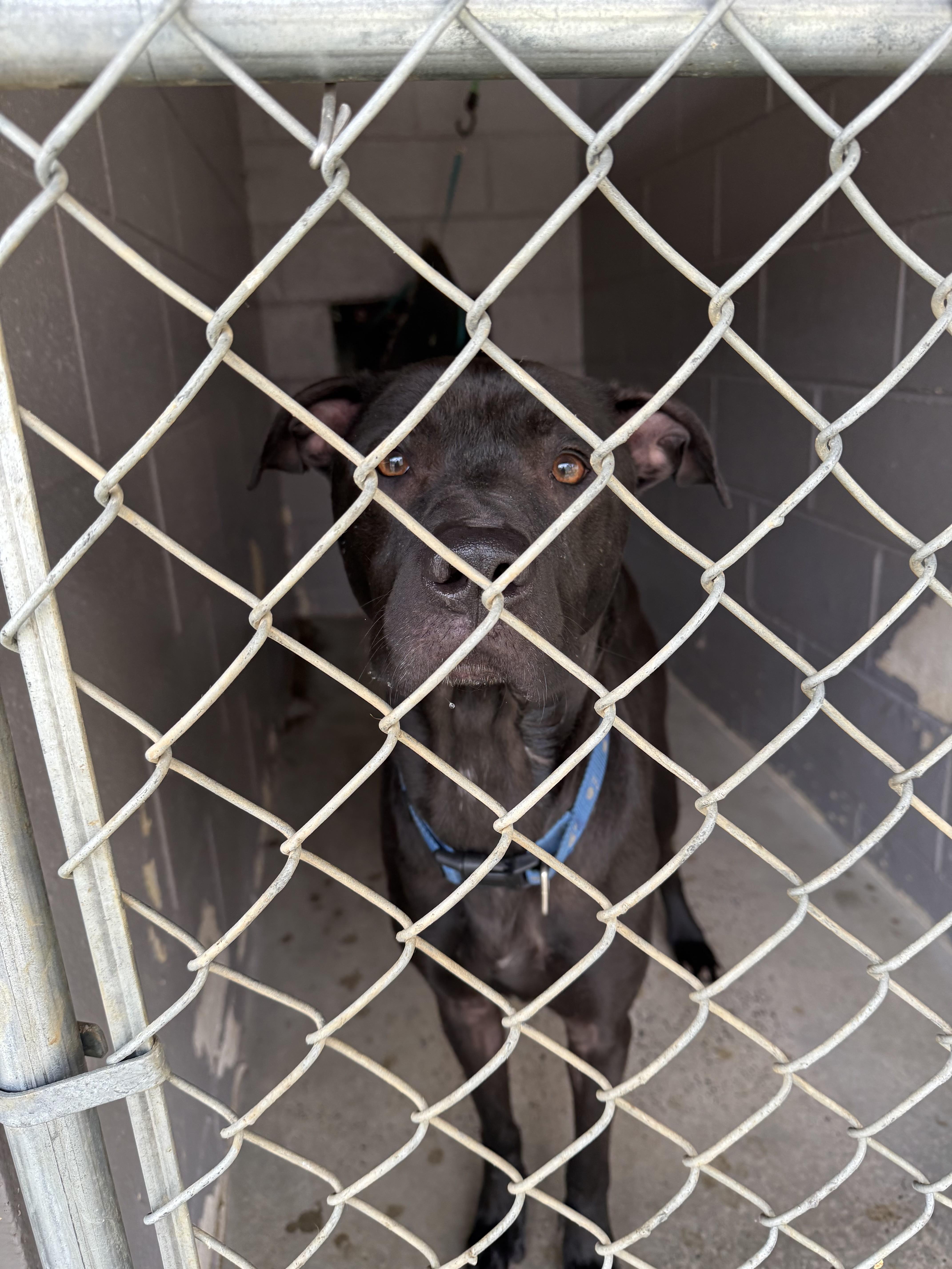 Enlarge Riggy, a ADOPTABLE Mixed Breed in Marshall, NC image 4/6