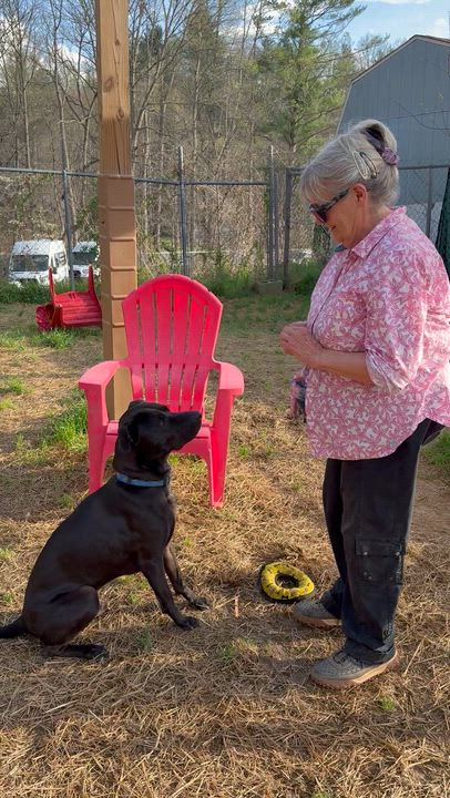Enlarge Riggy, a ADOPTABLE Mixed Breed in Marshall, NC video 2/6