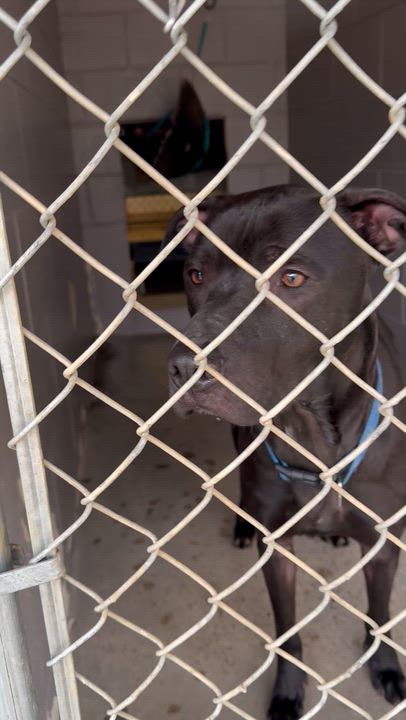 Enlarge Riggy, a ADOPTABLE Mixed Breed in Marshall, NC video 3/6