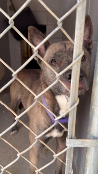 Enlarge Riggy, a ADOPTABLE Mixed Breed in Marshall, NC video 6/6