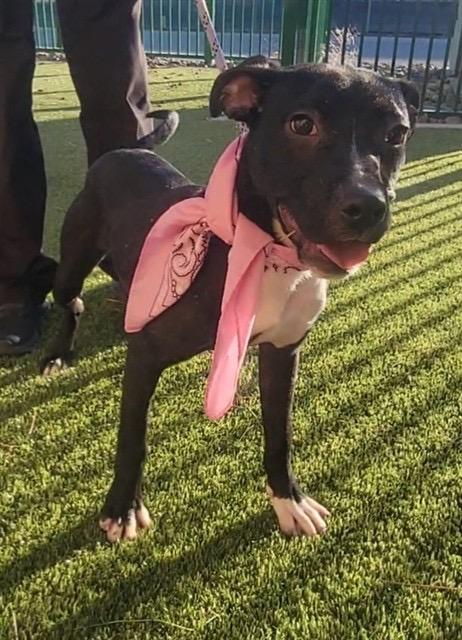 Enlarge Kaida, a Adoptable mixed breed in Reno, NV image 1/6