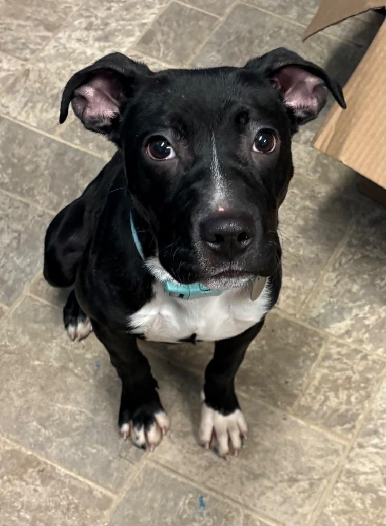 Kaida, Adoptable, Young Female Staffordshire Bull Terrier.