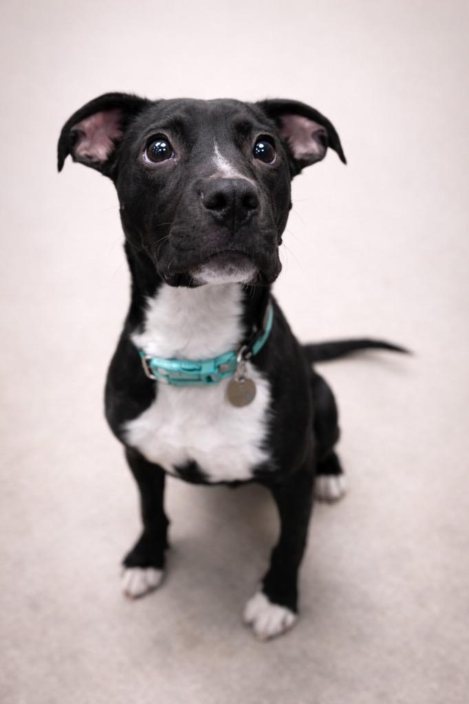 Enlarge Kaida, a Adoptable mixed breed in Reno, NV image 3/6