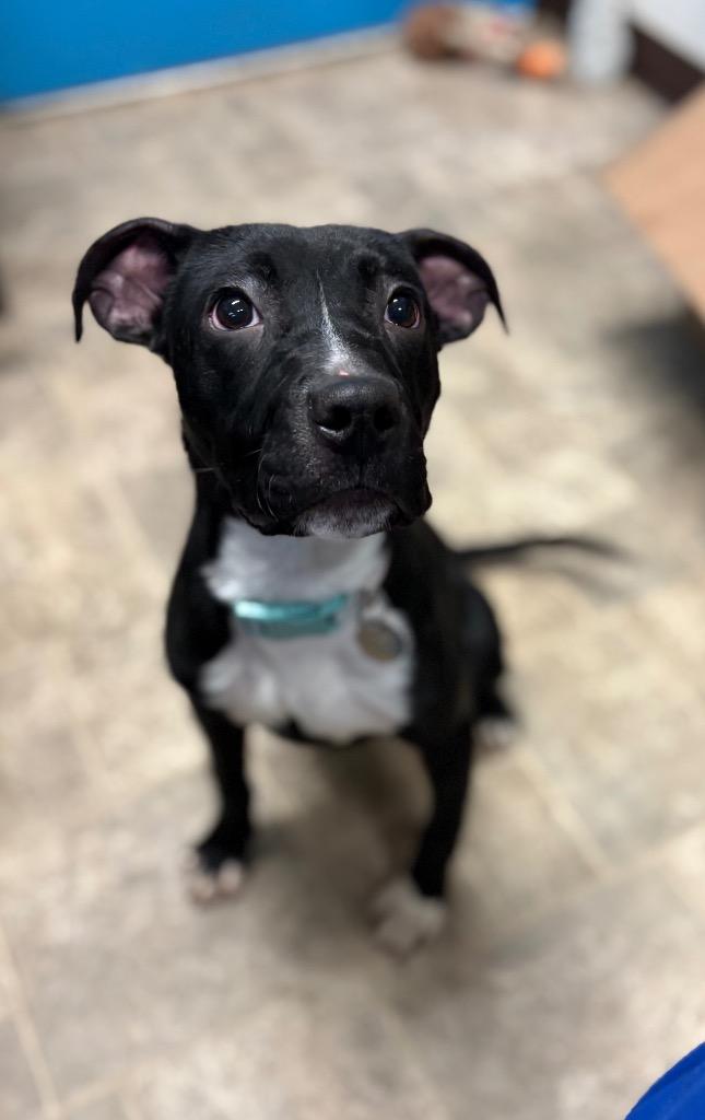 Enlarge Kaida, a Adoptable mixed breed in Reno, NV image 5/6