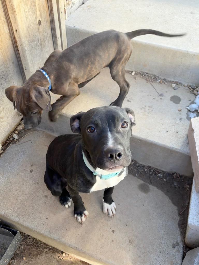 Enlarge Kaida, a Adoptable mixed breed in Reno, NV image 6/6