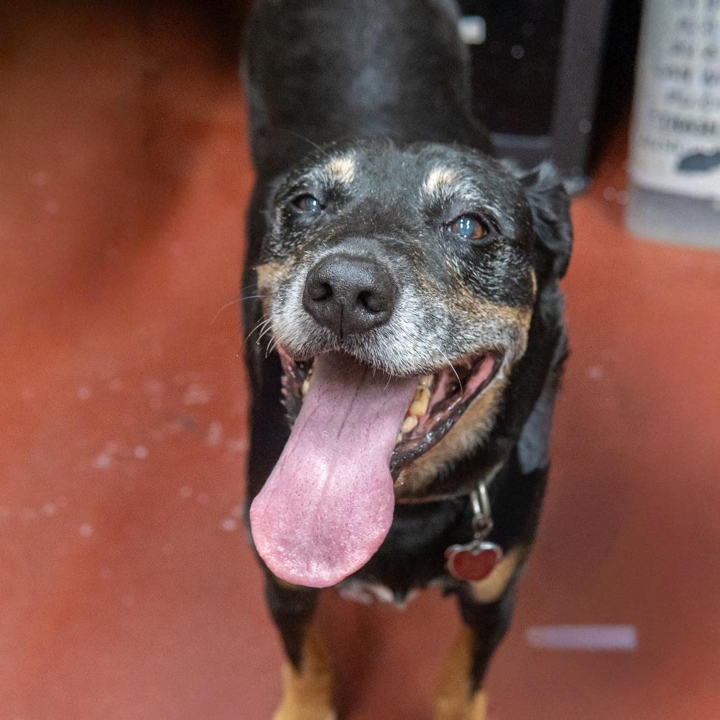 Enlarge Charlie Brown, a Adoptable mixed breed in Gainesville, GA image 1/1