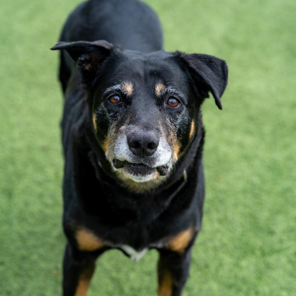 Enlarge Charlie Brown, a Adoptable mixed breed in Gainesville, GA image 2/5