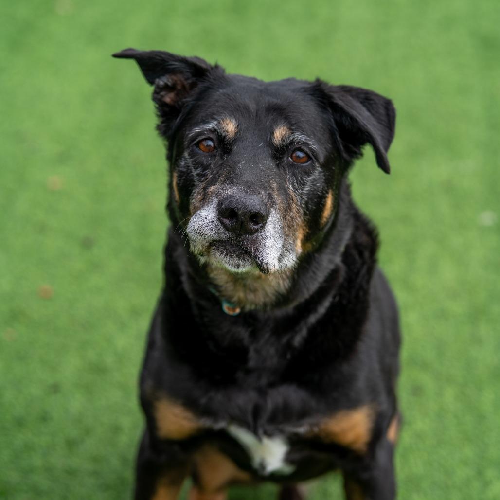 Enlarge Charlie Brown, a Adoptable mixed breed in Gainesville, GA image 3/5