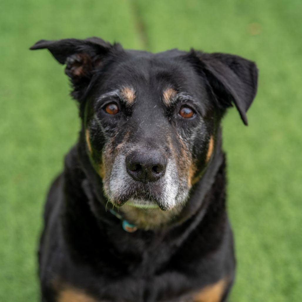 Enlarge Charlie Brown, a Adoptable mixed breed in Gainesville, GA image 4/5