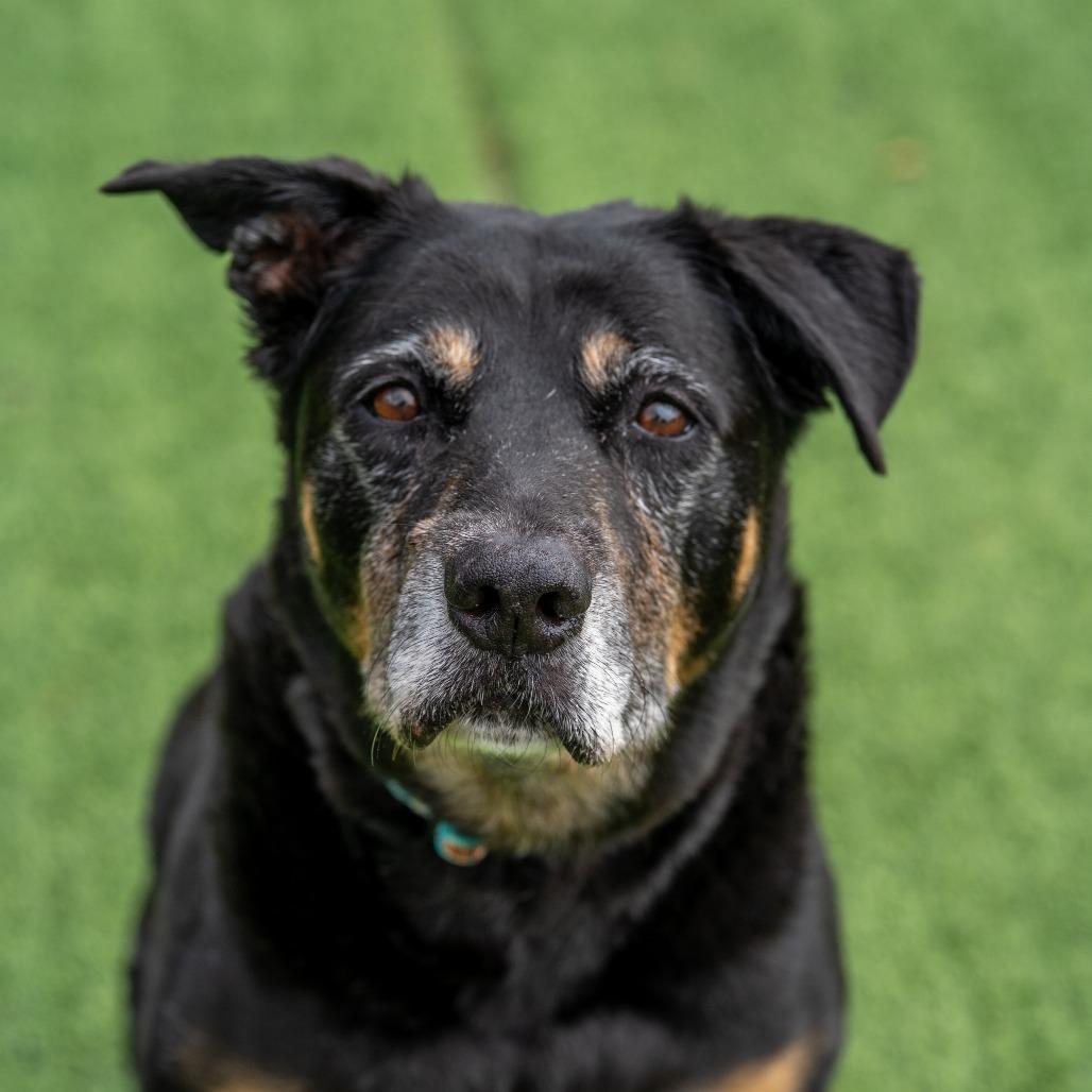 Enlarge Charlie Brown, a Adoptable mixed breed in Gainesville, GA image 5/5