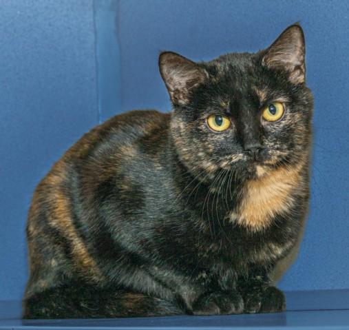 Enlarge ZARA, a Adoptable mixed breed in Cookeville, TN image 1/1