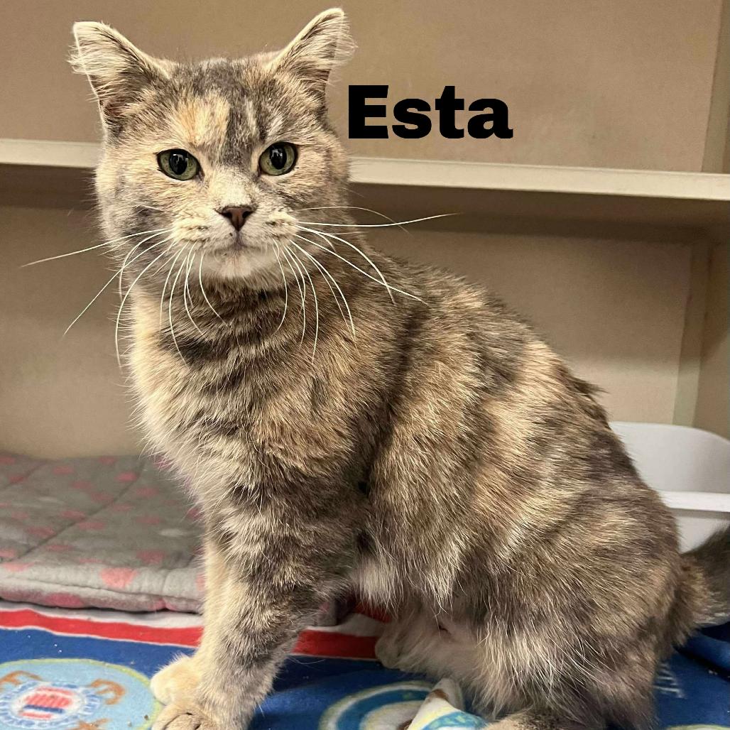 Enlarge Esta 260061, a Adoptable Domestic Medium Hair in Escanaba, MI image 1/1